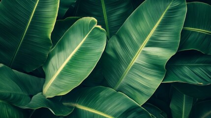 Lush green banana leaves overlapping, detailed veins and textures, tropical rainforest background generative ai