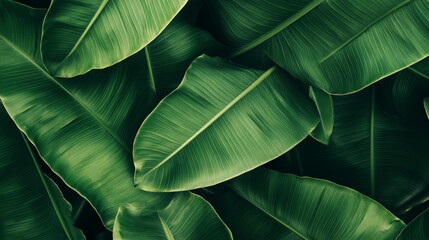 Obraz premium Lush green banana leaves overlapping, detailed veins and textures, tropical rainforest background generative ai
