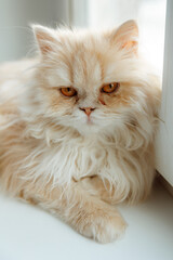 Portrait of a sad British cat. He gets sick, conjunctivitis, tears flow from his eyes.