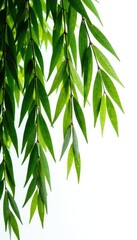 Fototapeta premium Long willow branches on a stark white background, rustic, flowing