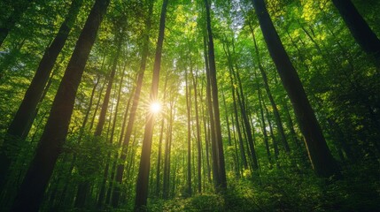 Obraz premium Lush green forest with sunlight filtering through dense trees, symbolizing environmental conservation. generative ai