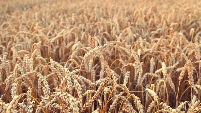 A field of golden wheat with a dry, dusty look. The wheat is tall and the field is full of it