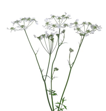 Orlaya grandiflora, white laceflower, fresh field flowers isolated on white background