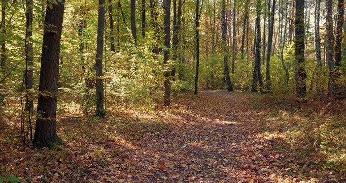 A forest with trees and leaves on the ground. The leaves are yellow and brown. The trees are tall and the leaves are falling