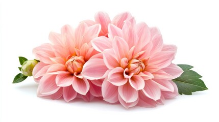 Fototapeta premium Colorful dahlias on white.