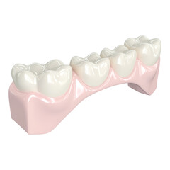 Human Tooth Model for Dental Education and Training