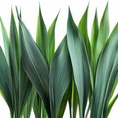Obraz premium Lush green leaves, close-up, white background, nature design