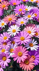 Fototapeta premium A colorful mix of daisy-like flowers