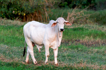 Bezerro Nelore