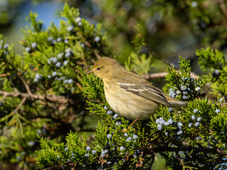 An immature Blackpoll Warbler in the fall perched amongst cedar berries