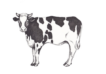hand-drawn illustration of a cow, isolated on white background
