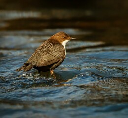 Bird standing on a flowing river.