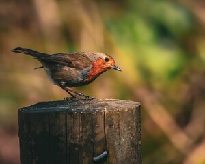 European robin on a wooden post.