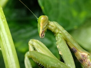 European Sentadu Grasshopper is greEuropean Sentadu Grasshopper is green with a background en with a background 