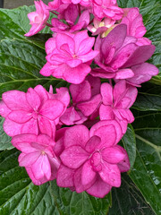 Stunning and Vibrant Pink Hydrangeas are in Full Bloom, Showcasing their Natural Beauty
