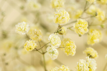 Beautiful gypsophila flowers as background, closeup