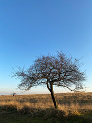 A solitary tree stands gracefully beneath a pristine and clear blue sky, embodying tranquility