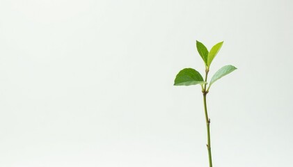 Fototapeta premium Single, delicate sapling against pure white backdrop, isolated, new, sapling