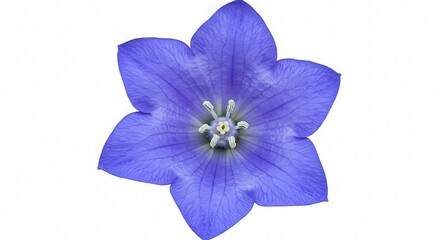 Celestial Bloom AI Generated