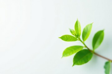 Small green plant with delicate petals on white background, flowers, leaves, botanicals