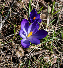 Vibrant purple crocus flower with orange stigma blooming through dry grass in early spring sunlight. Close-up macro of seasonal awakening.