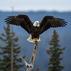 The Majestic Eagle