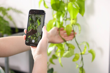 Woman using houseplant recognition application on smartphone indoors, closeup