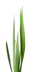 Blades of green grass isolated on white