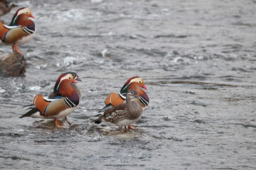 The mandarin duck (Aix galericulata) is a perching duck species native to the East Palearctic. This...