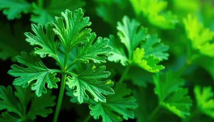Intricate parsley leaf design, vibrant green hues, ingredient, spice, elegant