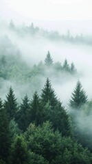 Mystical evergreens embraced by fog, evoking serenity in mountainous terrain