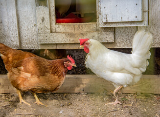 Adult chicken hens in hen house