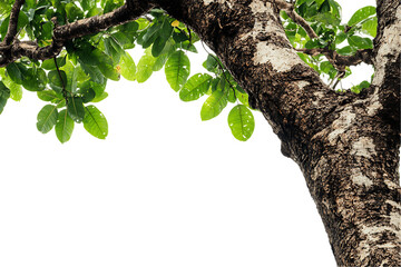 Luminous Green Canopy & Textured Tree Trunk, Isolated on White