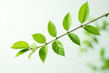 Delicate branch stretching on white background, foliage, growth, isolated