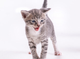 kitten on white background