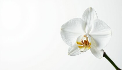 Delicate white orchid blossom, pure petals against stark white backdrop , plant, isolated