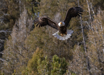 Bald Eagle in Flight