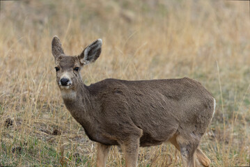 Mule Deer Doe