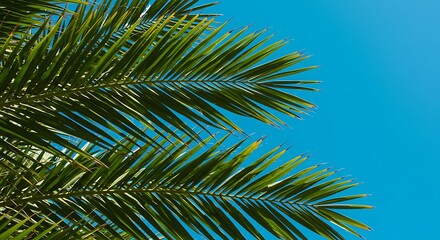 Fototapeta premium Palm Fronds & Azure AI Generated