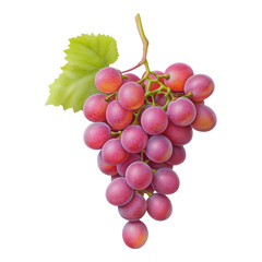 Fototapeta premium Fresh Purple Grapes Hanging with Green Leaf