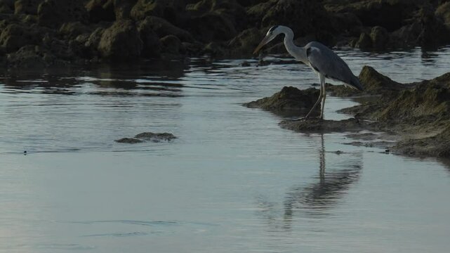 Slow motion video of lonely grey heron at tropical seashore.Close up short