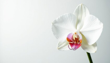 Obraz premium Delicate white orchid blossom on pure white backdrop, bright, soft, natural beauty