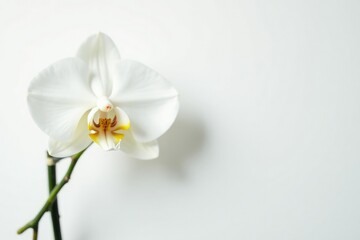 Delicate white orchid blossom on pure white backdrop, elegant, macro