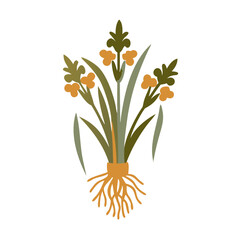 Orris Root Iris Germanica Botanical Illustration