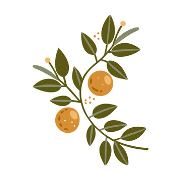 Petitgrain Citrus Branch with Leaves and Fruit