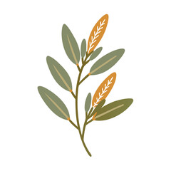 Sage Leaves Illustration, Salvia Officinalis, Isolated