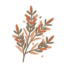 Satureja Hortensis Leaves Vector Illustration