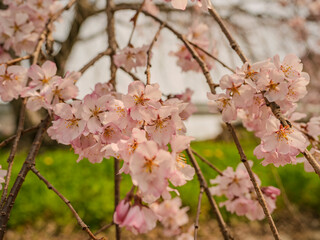 満開の枝垂れ桜