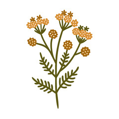 Yarrow Flower Illustration - Achillea Millefolium © Lungani