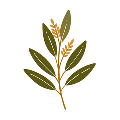 White Sage Salvia Apiana Leaf Illustration